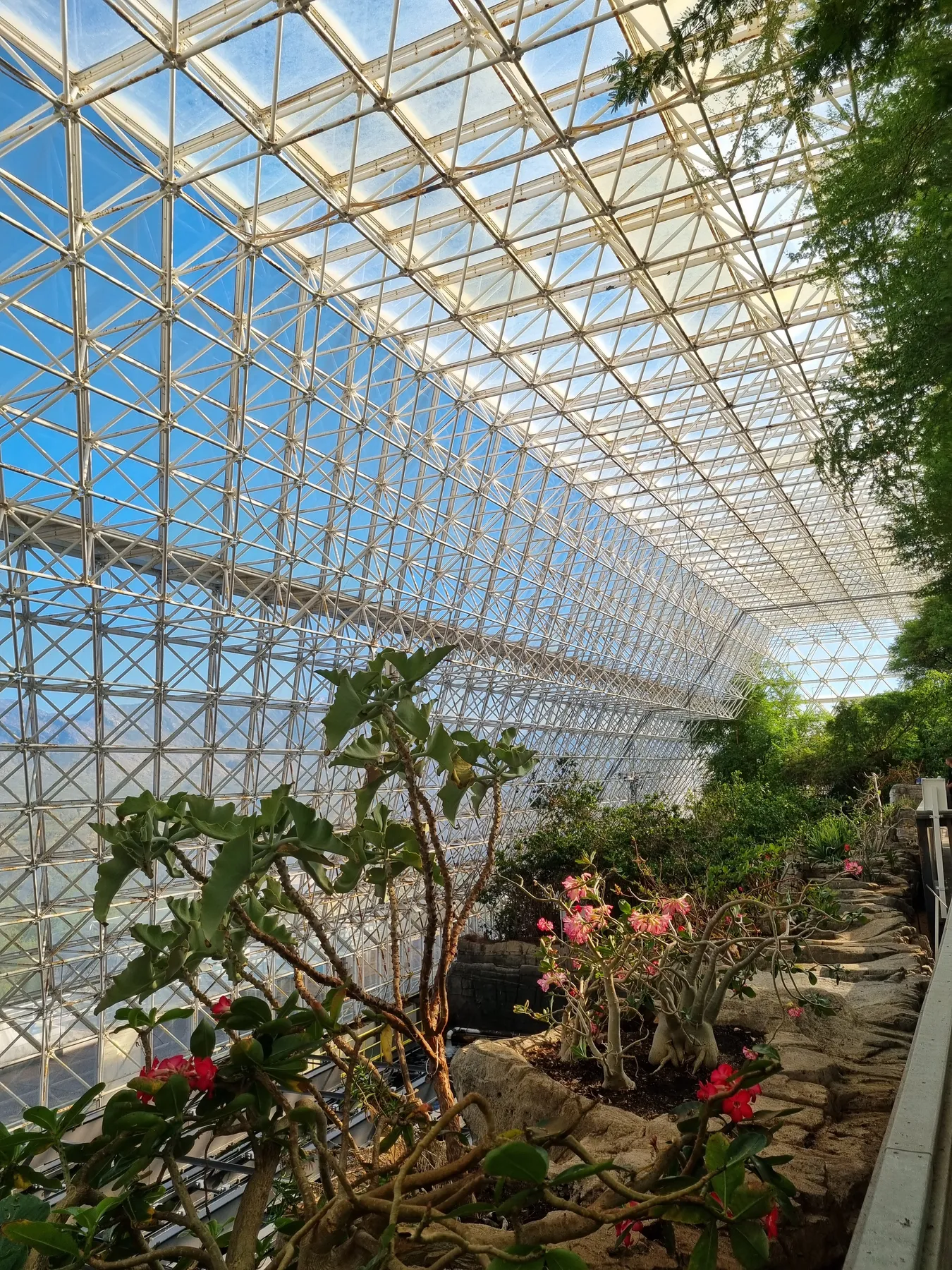 Interior greenhouse structure and plants